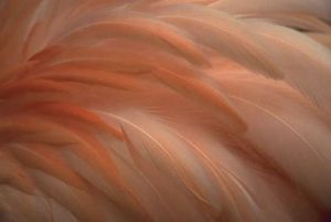Feathers 006