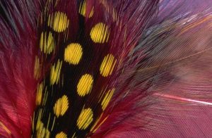 Feathers 073